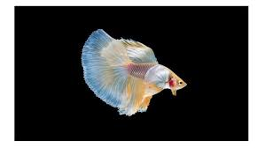 Unlocking the Mystery: Understanding the Phenomenon of Fish Swimming Upside